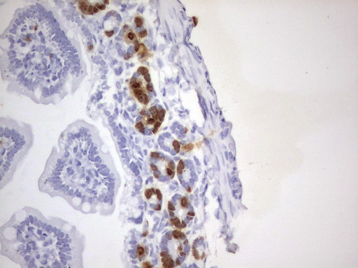 BrdU Antibody