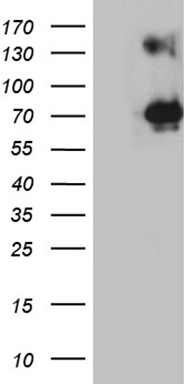 Neurofilament Antibody