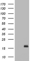 CALCA Antibody