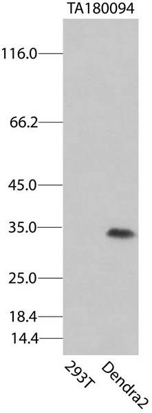 Dendra2 Antibody