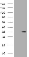 DsRed-Monomer Antibody
