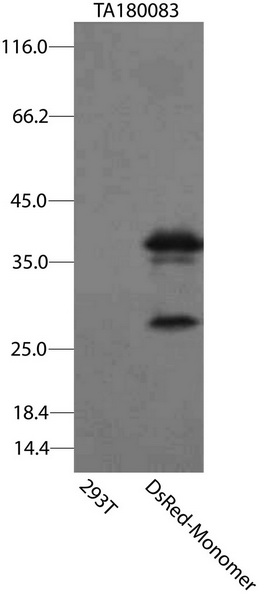 DsRed-Monomer Antibody