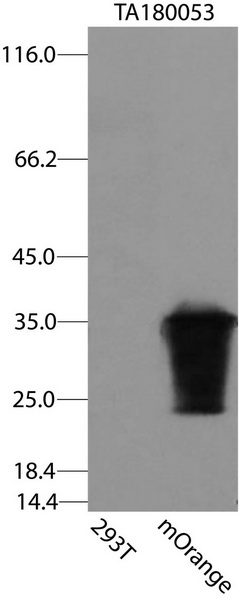 mOrange Antibody