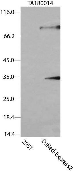 DsRed-Express2 Antibody