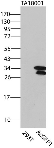 AcGFP1 Antibody