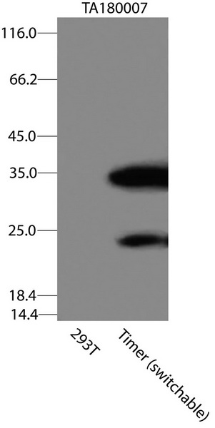 Timer Antibody
