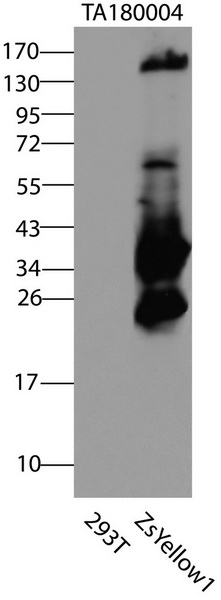ZsYellow1 Antibody
