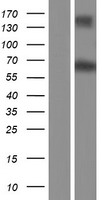 RALGPS1 Human Over-expression Lysate
