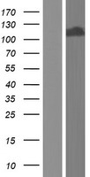 TDRD5 Human Over-expression Lysate