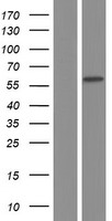 RALGPS1 Human Over-expression Lysate