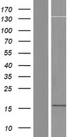 LOC100505841 Human Over-expression Lysate
