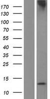 p53 AIP1 (TP53AIP1) Human Over-expression Lysate