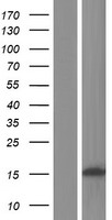 CCDC179 Human Over-expression Lysate