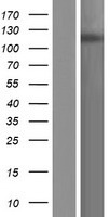 PHF8 Human Over-expression Lysate