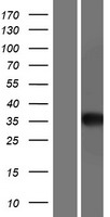 AGA Human Over-expression Lysate