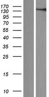 VWA3A Human Over-expression Lysate