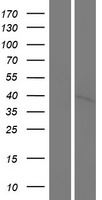 PNCK Human Over-expression Lysate