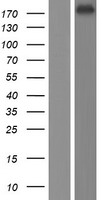 KDM5D Human Over-expression Lysate