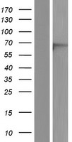 EME1 Human Over-expression Lysate