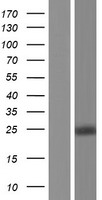 DTYMK Human Over-expression Lysate