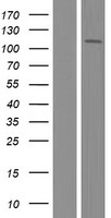 RED1 (ADARB1) Human Over-expression Lysate