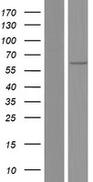 PLA2G4C Human Over-expression Lysate