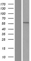 NEK3 Human Over-expression Lysate