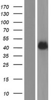 Aminomethyltransferase (AMT) Human Over-expression Lysate