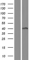 Aminomethyltransferase (AMT) Human Over-expression Lysate