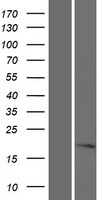 MOSMO Human Over-expression Lysate