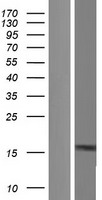 KIAA0040 Human Over-expression Lysate