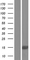 NUPR2 Human Over-expression Lysate