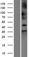 SHISA9 Human Over-expression Lysate