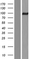 GPR113 (ADGRF3) Human Over-expression Lysate