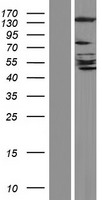 GRID2IP Human Over-expression Lysate