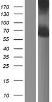 NDOR1 Human Over-expression Lysate