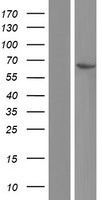 CROT Human Over-expression Lysate