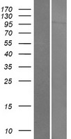 FES Human Over-expression Lysate
