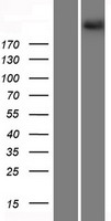 PCDH15 Human Over-expression Lysate