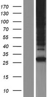 NIPA1 Human Over-expression Lysate