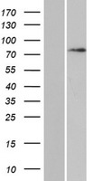 DAXX Human Over-expression Lysate
