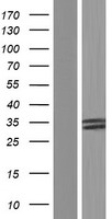 VASH2 Human Over-expression Lysate