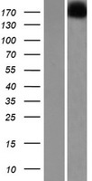 VWDE Human Over-expression Lysate