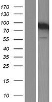 GIT2 Human Over-expression Lysate