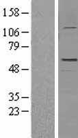 GFAP Human Over-expression Lysate
