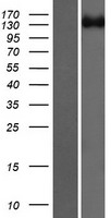 ROBO2 Human Over-expression Lysate