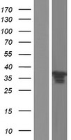 PCBP2 Human Over-expression Lysate