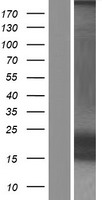KCNE1 Human Over-expression Lysate
