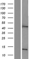 ASAH1 Human Over-expression Lysate