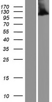 NLRP3 Human Over-expression Lysate